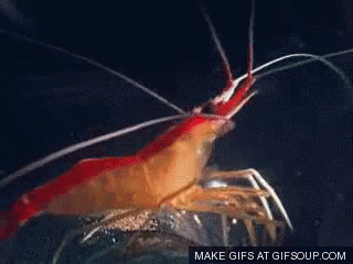 Live Shrimp 1pc