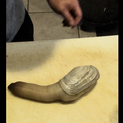 Live Geoduck Clam 1pc