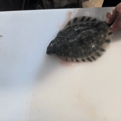 Live Flounder only available at store