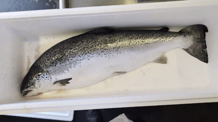 Salmon Sashimi