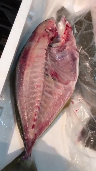 Live Yellowtail